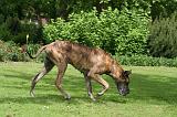 DOGUE ALLEMAND 863